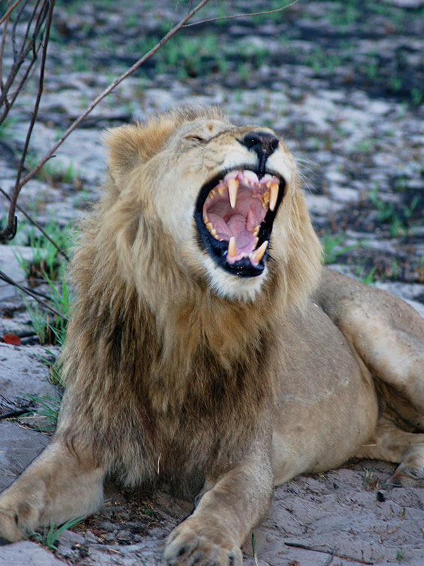 lion_p_main