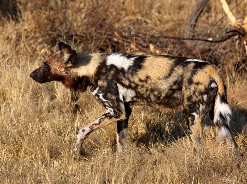 Painted Dogs on safari allwings